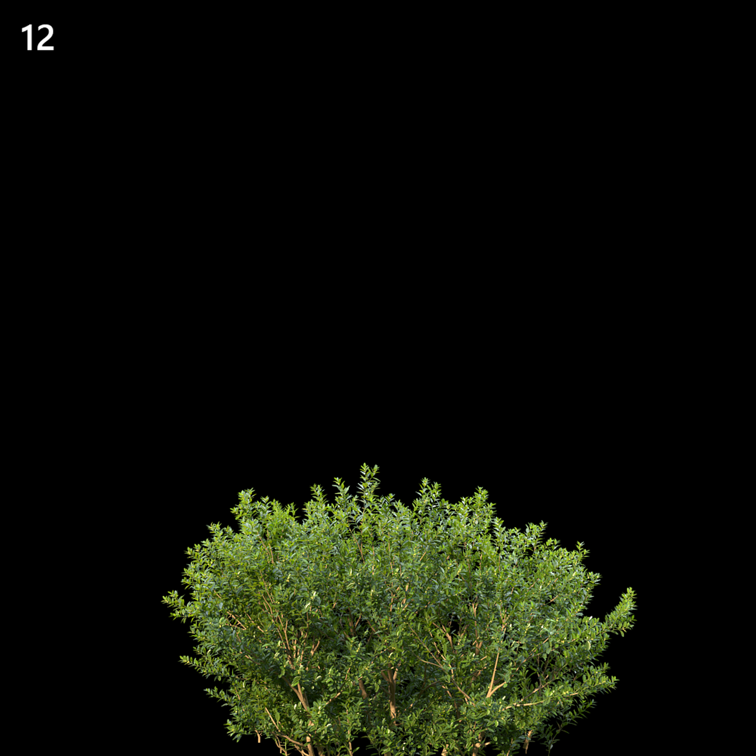 Buxus Sempervirens Proxy Model
