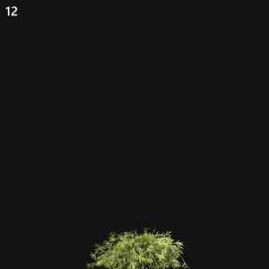 Filifera Aureai Proxy Model for SketchUp with V-Ray