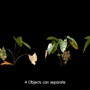 Colocasia Esculenta Var6