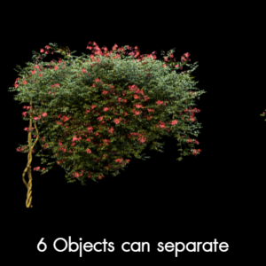 Chinese Trumpet Tree Proxy Model