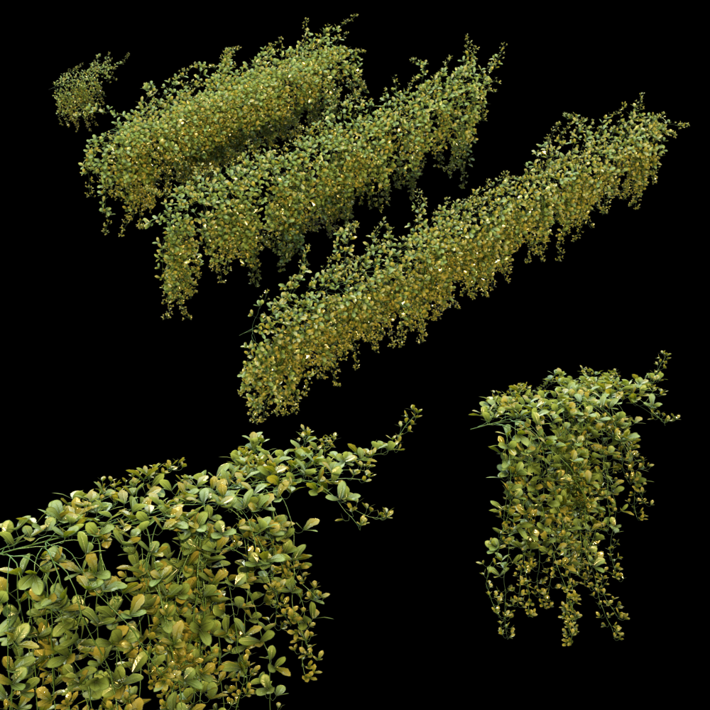 Parthenocissus Sikkimensis Proxy Model