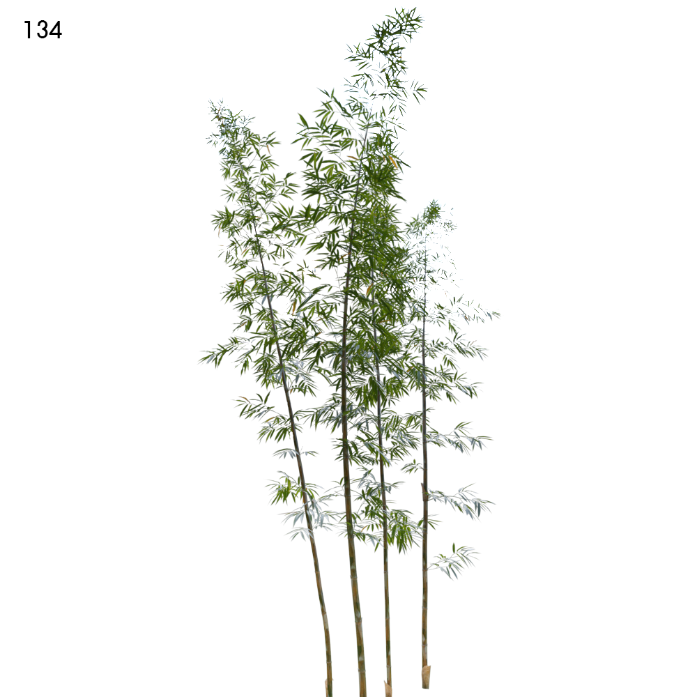 Bamboo Proxy Model for SketchUp with V-Ray