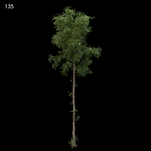 Generic Tree Model for SketchUp
