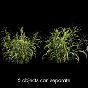 Arundo Donax Proxy Model for SketchUp with V-Ray