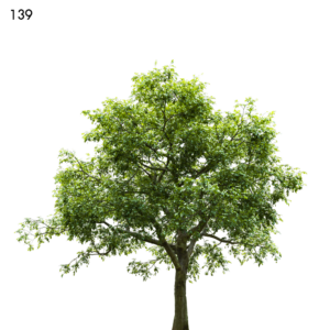 Elm Tree Model (16m)
