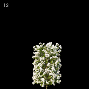 Bougainvillea Glabra