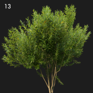 Nerium Oleander Proxy Model for SketchUp with V-Ray
