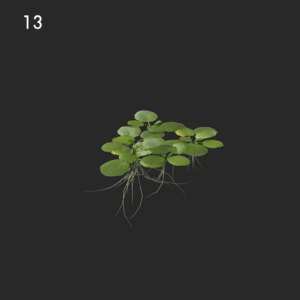 Limnobium Laevigatum Proxy Model for SketchUp