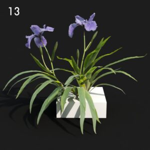 Iris Plant Proxy Model