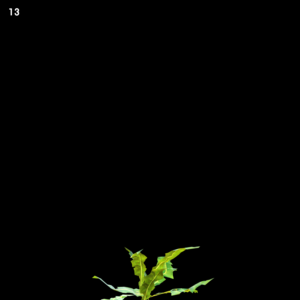 Dandelion Grass Proxy Model