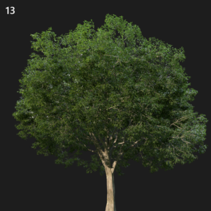 Celtic Tree Proxy Model for SketchUp with V-Ray
