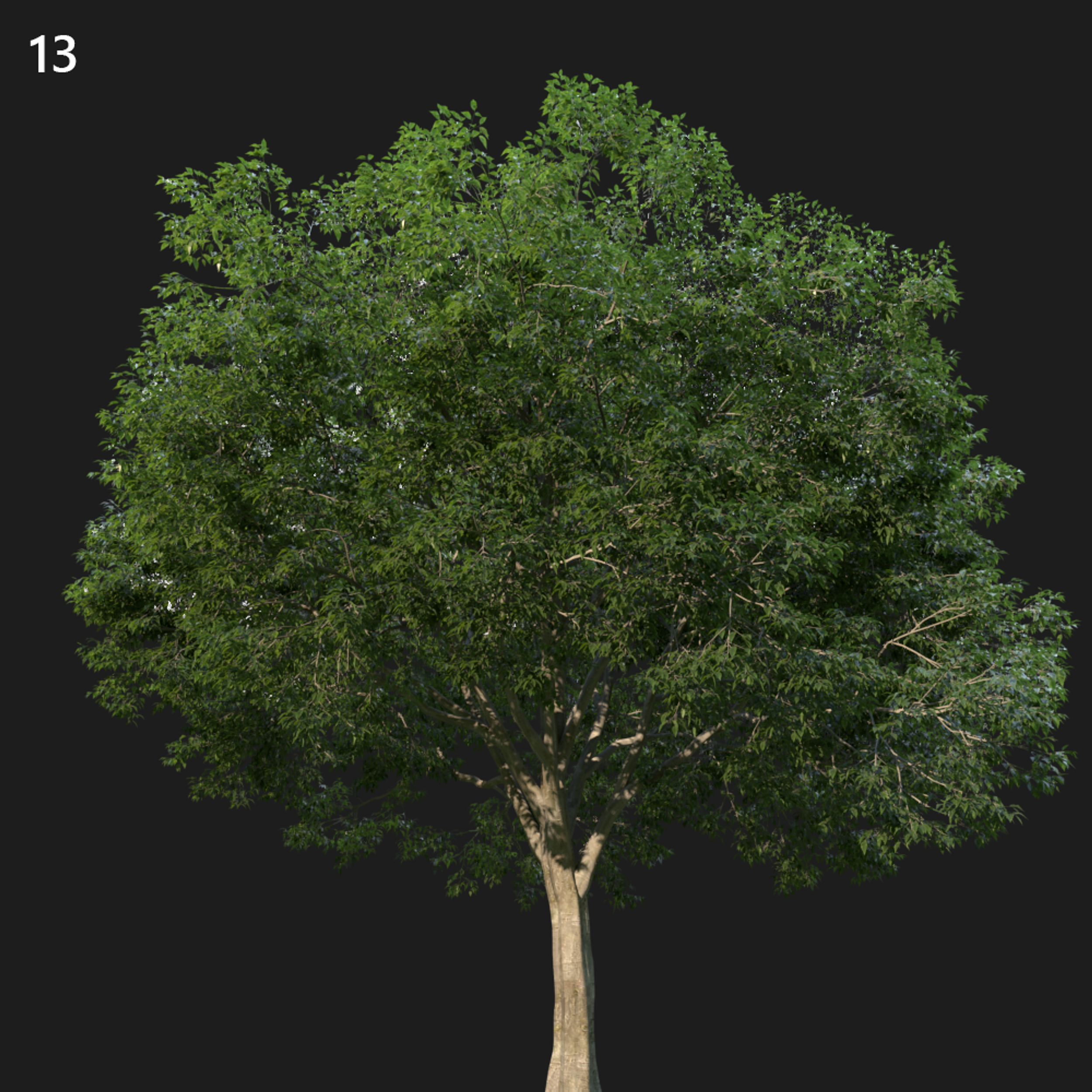 Celtic Tree Proxy Model for SketchUp with V-Ray