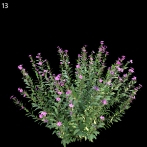 Cuphea Plant Proxy Model for SketchUp with V-Ray