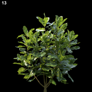 Banksia Robur Tree Proxy Model for SketchUp with V-Ray