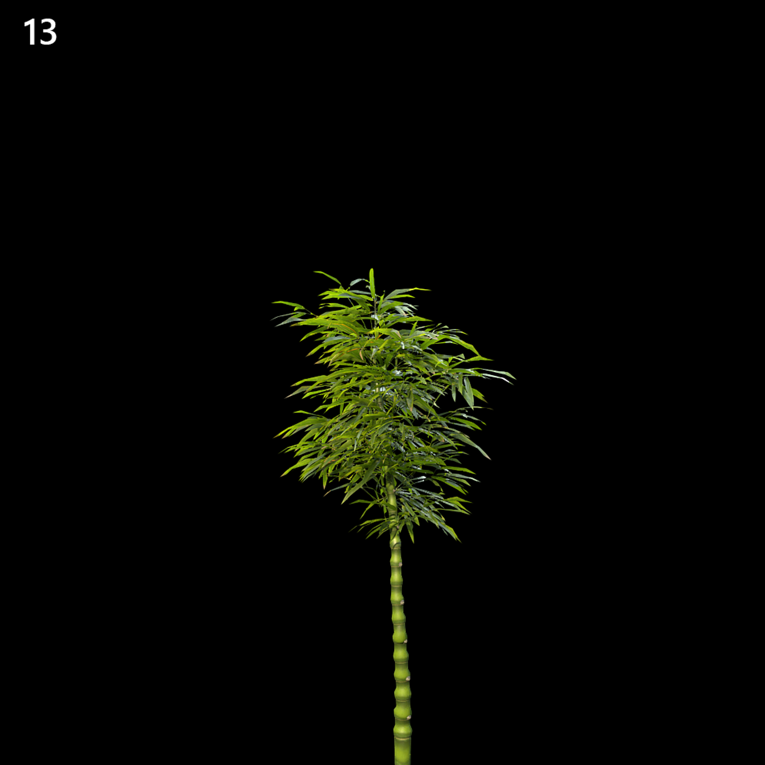 Bamboo Plant Proxy Model for SketchUp