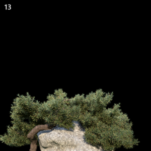 Juniperus Communis Proxy Model for SketchUp with V-Ray