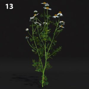 Chamomile Flower Proxy Model