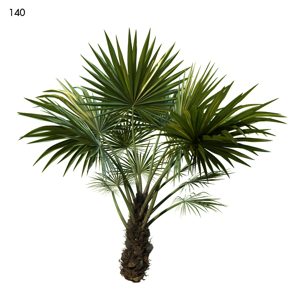 Chuniophoenix Hainanensis