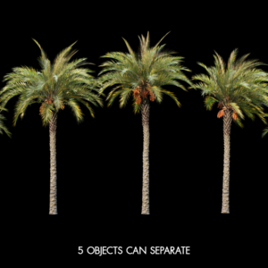 Phoenix Dactylifera Date Palm