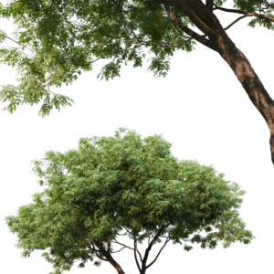 Dolonix Regia Tree Model