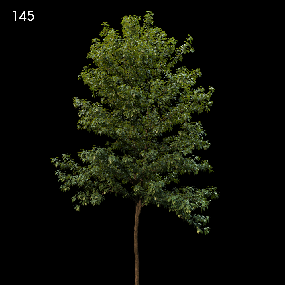Bothrocaryum Controversum Proxy Model