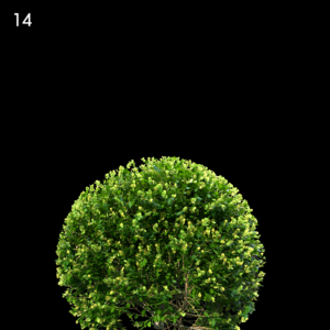 Buxus Sempervirens