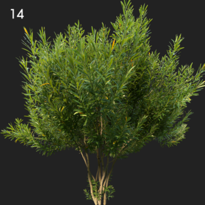 Nerium Oleander Proxy Model for SketchUp