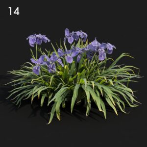Iris Plant Model