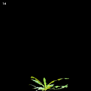 Shella Grass Dandelion