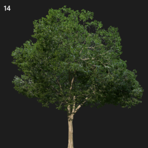 Celts Australis Tree Proxy Model for SketchUp with V-Ray