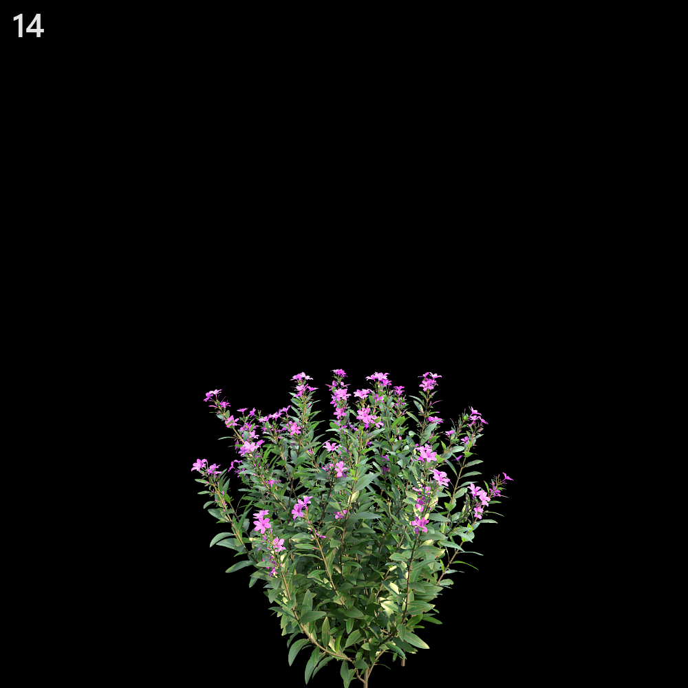 Cuphea Plant Proxy Model for SketchUp with V-Ray