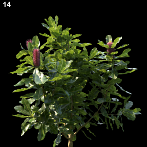 Banksia Robur Proxy Model