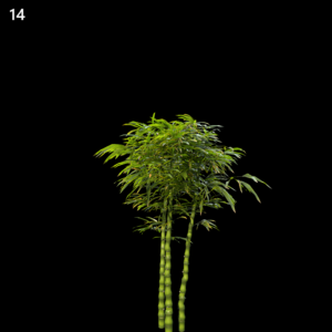 Golden Bamboo Proxy Model for SketchUp with V-Ray