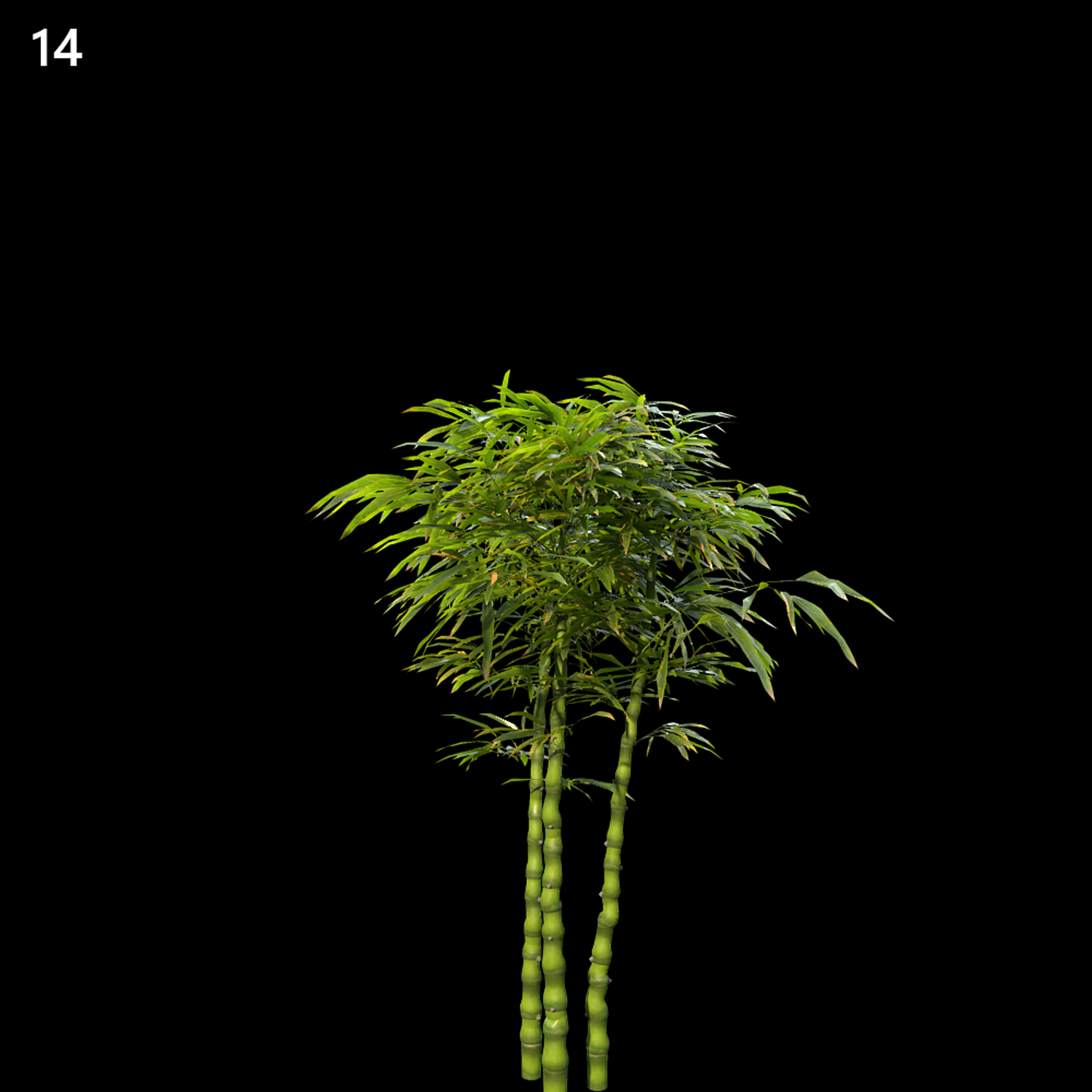 Golden Bamboo Proxy Model for SketchUp with V-Ray