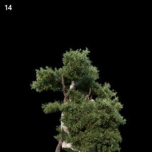 Juniperus Communis Proxy Model for SketchUp