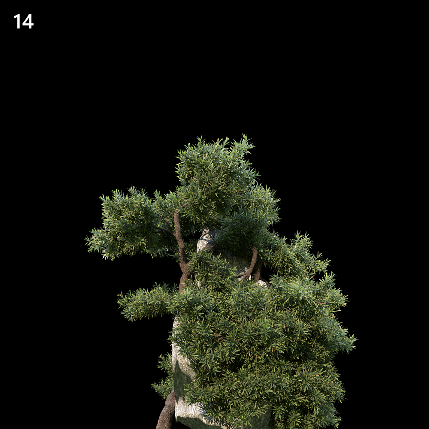 Juniperus Communis Proxy Model for SketchUp
