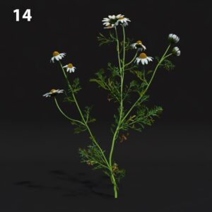 Chamomile Flower Proxy Model