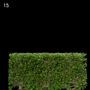 Buxus Sempervirens Proxy Model for SketchUp