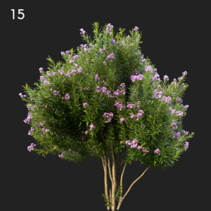 Nerium Oleander Proxy Model for SketchUp with V-Ray
