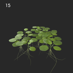 Limnobium Laevigatum Proxy Model for SketchUp