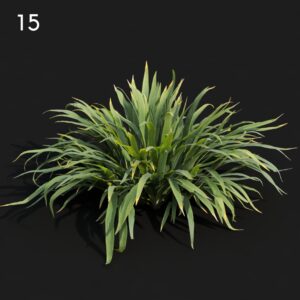 Iris Plant Proxy Model