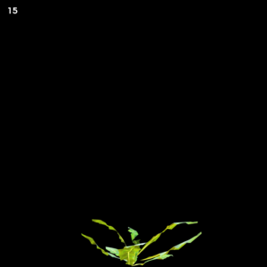 Shella Grass Dandelion