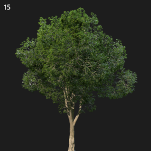 Celts Australis Tree Model