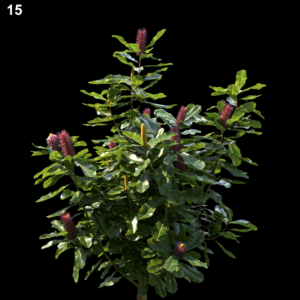 Banksia Robur Proxy Model for SketchUp with V-Ray