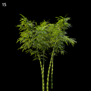 Phyllostachys Aurea Bamboo Proxy Model for SketchUp