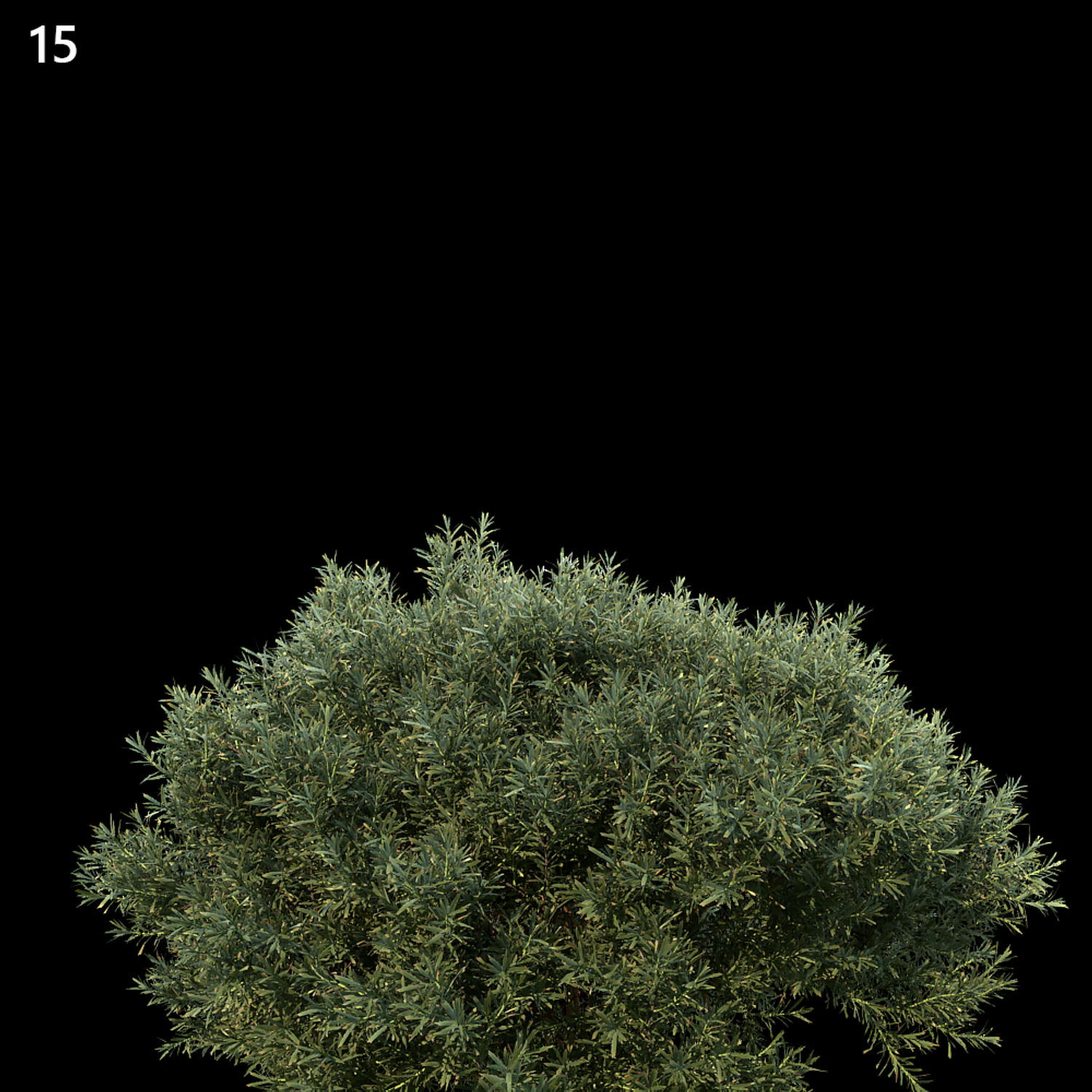 Juniperus Communis Proxy Model for SketchUp with V-Ray