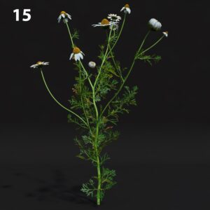 Chamomile Flower Proxy Model