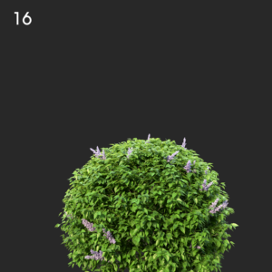 Lilac Bush Proxy Model