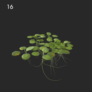 Limnobium Laevigatum Proxy Model for SketchUp with V-Ray