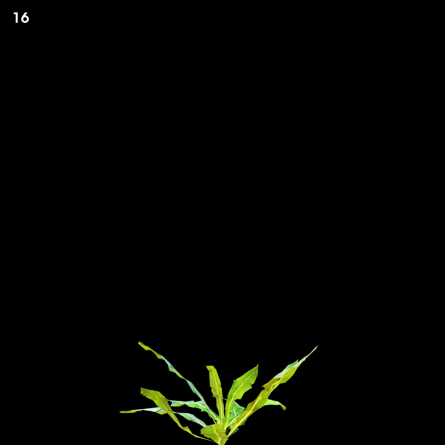 Dandelion Grass Model